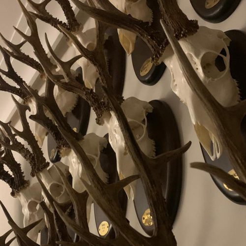 Taxidermia2